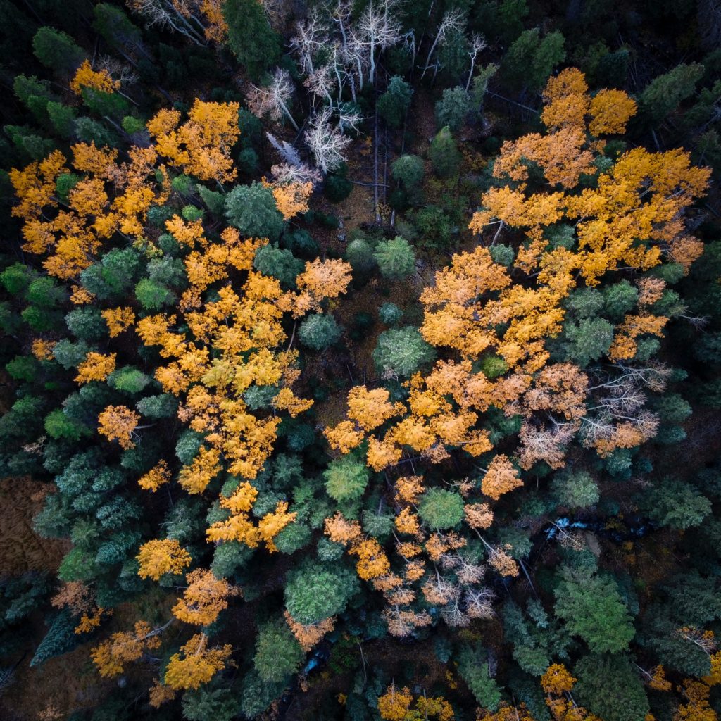 Aerial shot of green and gold trees