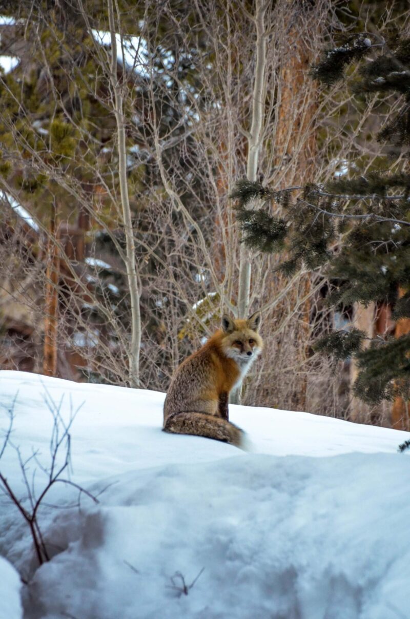 Red fox in Keystone Colorado